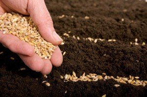 Правильна посадка овочів – що слід враховувати садівникові? + відео Правильна посадка овочів – що слід враховувати садівникові? + відео