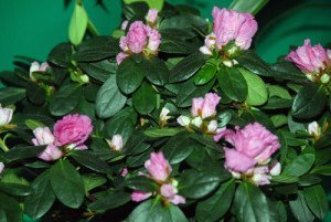 Кімнатний квітка камелія – догляд та створення умов для зростання + відео