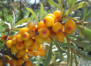 Обліпихова олія: лікувальні властивості і приготування настою + відео