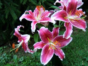 Посадка лілій навесні – у чому переваги весняної посадки? + відео