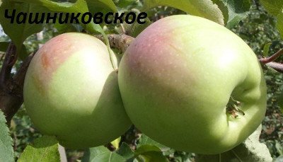 Знайшли вічне життя в народі яблука сорту Бабусине