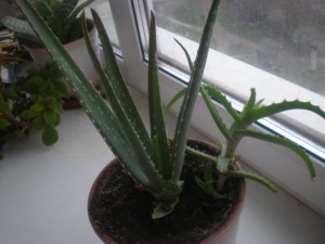 Алое віра: лікувальні властивості і застосування у медицині + відео