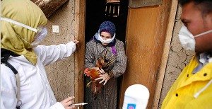 Стрептококкоз   одне з найбільш поширених інфекційних захворювань свійської птиці