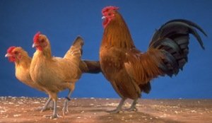 Кури породи Бентам: не тільки красиві, але і продуктивні
