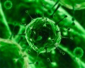 Інфекційний бронхіт у курей відомий також, як ІБК, Infectious bronchitis, Bronchitis infectiosa avium
