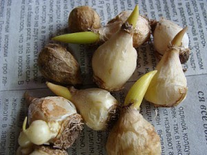 Посадка цибулинних рослин: як провести роботи по висадці? + відео