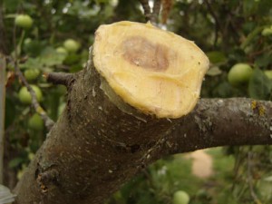 Обрізка дерев – як підвищити врожайність і оформити крону? + відео