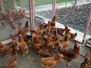 Як правильно утримувати курей несучок?