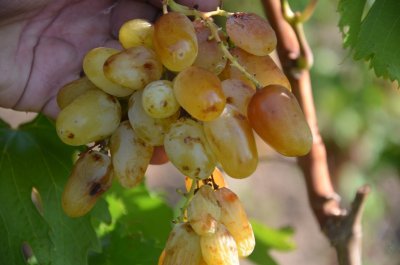 Виноград Гордій: опис та фото врожайного сорту
