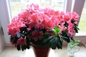 Кімнатний квітка камелія – догляд та створення умов для зростання + відео