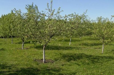 Який догляд потрібен для сорту яблук Грушівка зимова?
