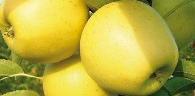 Голден делішес   висока врожайність і стійкість до хвороб