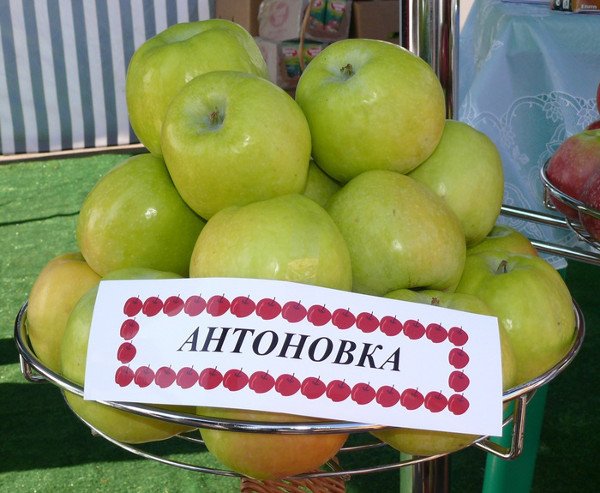 Незабутній аромат і смак плодів має яблуня Антонівка звичайна