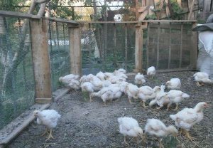 Маллофагоз птахів: стрімке розмноження паразитів губить весь пташник