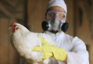 Сальпінгіт у домашньої птиці: запалення яйцепроводу у несучок