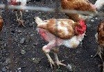 Аспергільоз птахів: поразка серзной оболонки і дихальної системи
