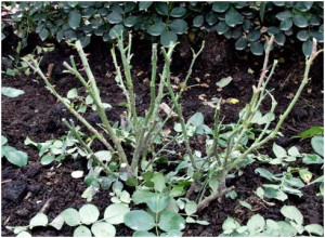 Обрізка троянд навесні – різні методи для різних сортів + Відео