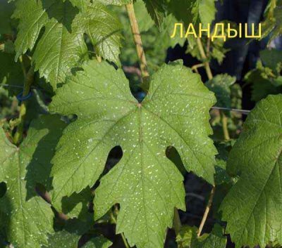 Виноград Конвалія: опис сорту, зовнішній вигляд, характеристика та фото
