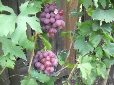 Виноград Воєвода: опис сорту, фото, характеристики, хвороби і шкідники