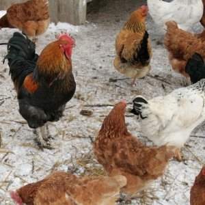 Переохолодження свійської птиці: ознаки, діагностика і лікування