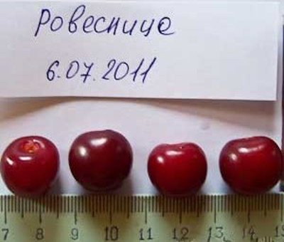 Високоврожайна, стійка до кокомікозу вишня Ровесниця
