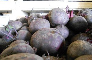 Зберігання буряків на зиму – як організувати місце для зберігання? + відео