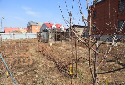 Сорт яблук ліхтарик: найважливіша інформація