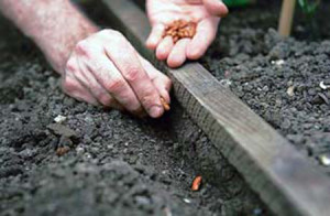 Посадка квітів навесні на дачі: всі нюанси для цього часу року + відео