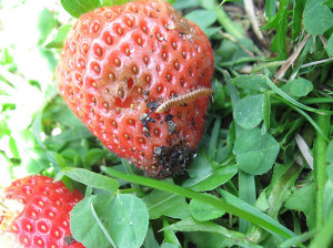 Обробка полуниці навесні – профілактика від шкідників + Відео