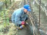 Обприскування винограду від хвороб – ефективні препарати + Відео
