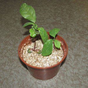 Кімнатний квітка камелія – догляд та створення умов для зростання + відео