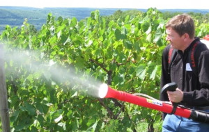 Оїдіум винограду – ефективні заходи боротьби із захворюванням + Відео