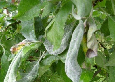 Яблуня Орлик: опис та фото сорту, боротьба з шкідниками і хворобами