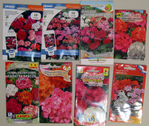 Пеларгонія з насіння – які умови необхідно створити для росту? + відео Пеларгонія з насіння – які умови необхідно створити для росту? + відео