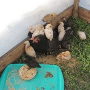 Вирощування курчат з квочкою від А до Я