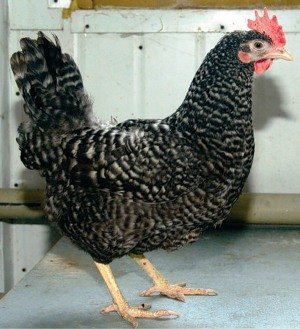 Сірі киргизькі кури   утримання та догляд