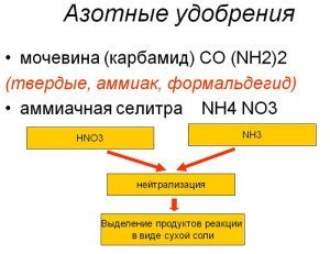 Підживлення смородини навесні – чим і як? + Відео