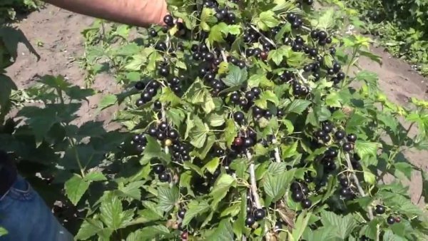 Чорна смородина Багіра: опис сорти, вирощування та фото