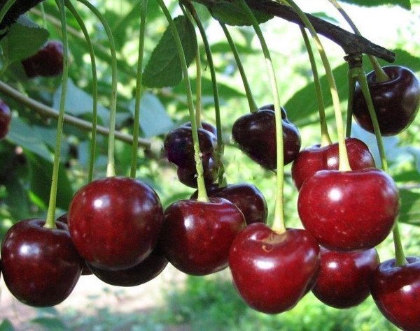 Невибаглива вишня Щедра з великою кількістю переваг