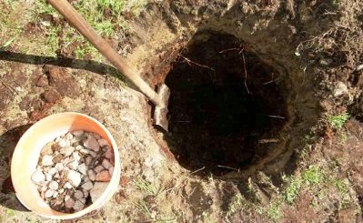 Яблуня сорту Квінта: чим хороша, як садити, які особливості?