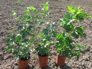 Посадка і підживлення ожини навесні – секрет високого врожаю + Відео