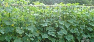 Вирощування огірків у відкритому грунті – хитрощі, прийоми + відео