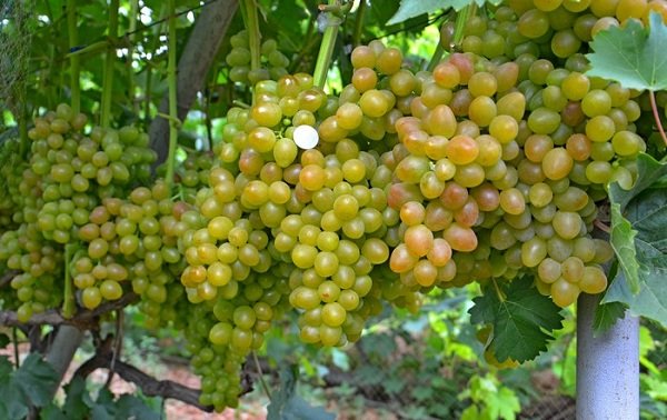 Виноград Аладдін: опис сорти, хвороби, характеристики і фото