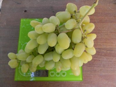 Виноград Конвалія: опис сорту, зовнішній вигляд, характеристика та фото