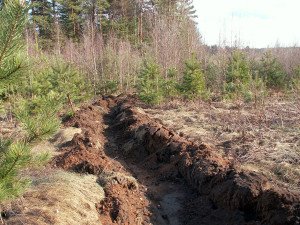 Бурі лісові грунту – особливості та застосування в господарстві + відео