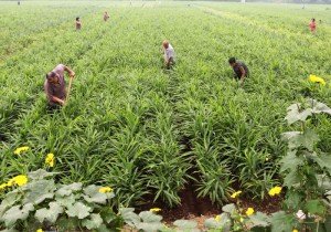 Імбир – вирощування у відкритому грунті для всієї родини + відео Імбир – вирощування у відкритому грунті для всієї родини + відео