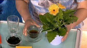 Кавова гуща як добриво – підживлення культур з допомогою гущі + відео