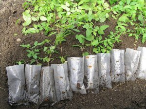 Посадка клематисів навесні, а також висадка в будь який час року + Відео