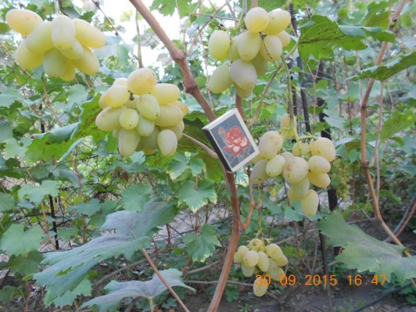 Виноград Гордій: опис та фото врожайного сорту