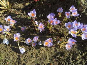 Посадка крокусів навесні – як створити весняний килим з шафрану? + Відео